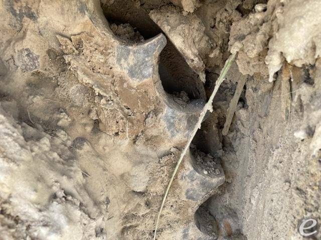 1999 JCB JS260 LC At UsedEquipmentHub.com